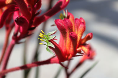 Close-up of red flowering plant