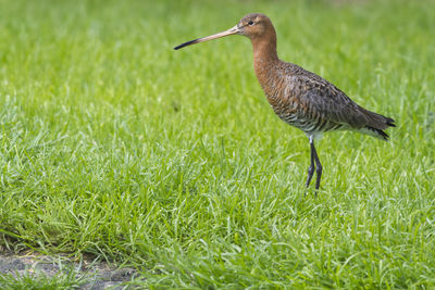 Side view of a bird on grass