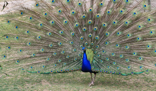 peacock