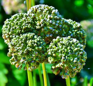 Close-up of flowering plant