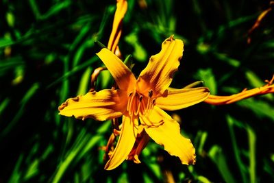 Close-up of yellow flowering plant