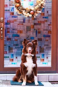 Portrait of dog looking at camera