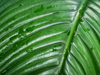 Full frame shot of green leaves