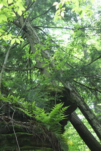 Low angle view of trees