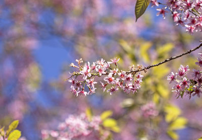Close-up of cherry blossoms in spring