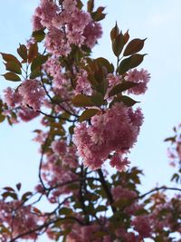 Low angle view of flower tree against sky