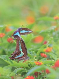 Close-up of butterfly pollinating on flower