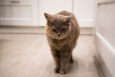 Portrait of cat at home