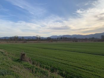 Scenic view of agricultural field against sky