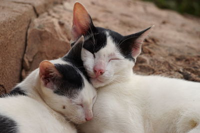 Close-up of a cat sleeping