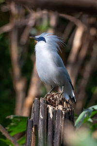 Close-up of bird perching on wooden post