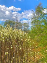 Scenic view of flowering plants on field against sky