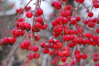 Close-up of red berries growing on tree
