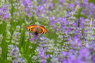 Butterfly pollinating on purple flower