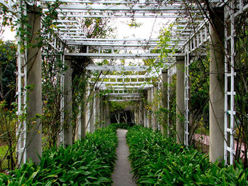 Walkway amidst trees