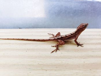 Close-up of lizard on wall