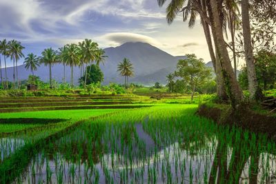 paddy field