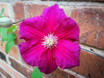 Close-up of pink flower