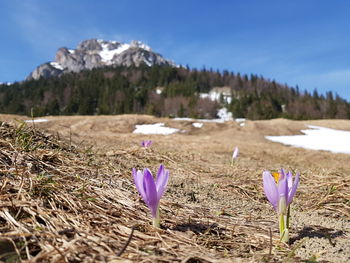 Purple crocus flowers on field by land against sky