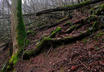 View of tree in forest