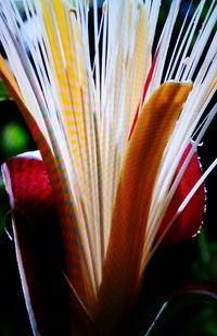 Close-up of multi colored flowering plant