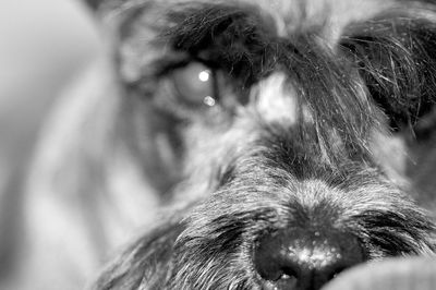 Close-up of miniature schnauzer