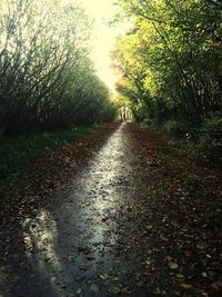 Road along trees