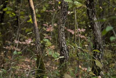 Close-up of tree trunk in forest