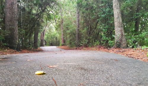 Road passing through forest