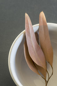 Leaves lying in a white bowl.