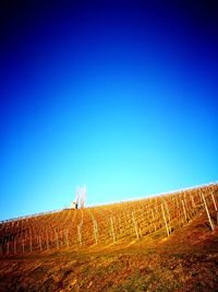 Agricultural field against clear blue sky