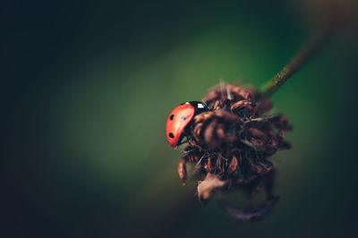 Close-up of ladybug on plant