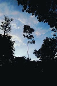 Low angle view of silhouette trees against sky