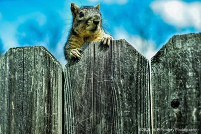 Low angle view of squirrel on wooden post