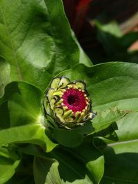 Close-up of flower growing on plant