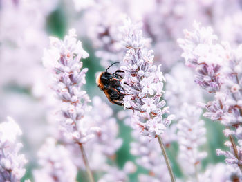 Close-up of bee on purple flower