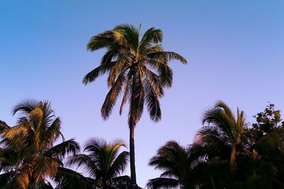 Low angle view of palm trees against sky