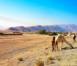 Horses on a field