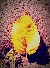 Close-up of yellow leaf on autumnal leaves