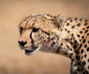 Close-up of a cat