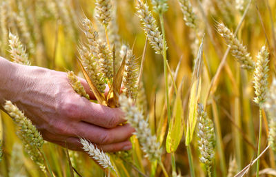 Cropped hand holding crop on agricultural field