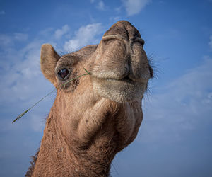 Low angle view of camel