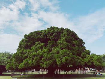 Trees in park against sky