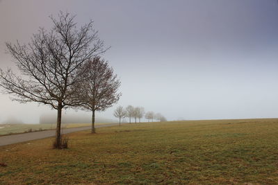 Bare tree on landscape against clear sky