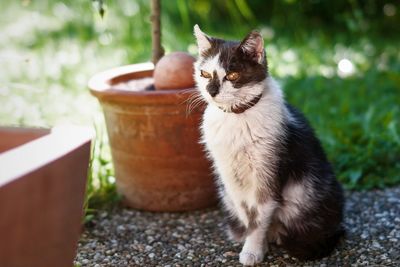 Close-up of cat sitting outdoors