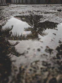 Reflection of trees in lake during winter