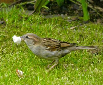 Side view of a bird on field