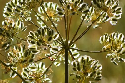 Close-up of flowers growing on tree