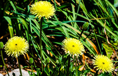 Close-up of yellow flowering plant on field