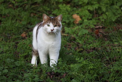 Portrait of a cat on field